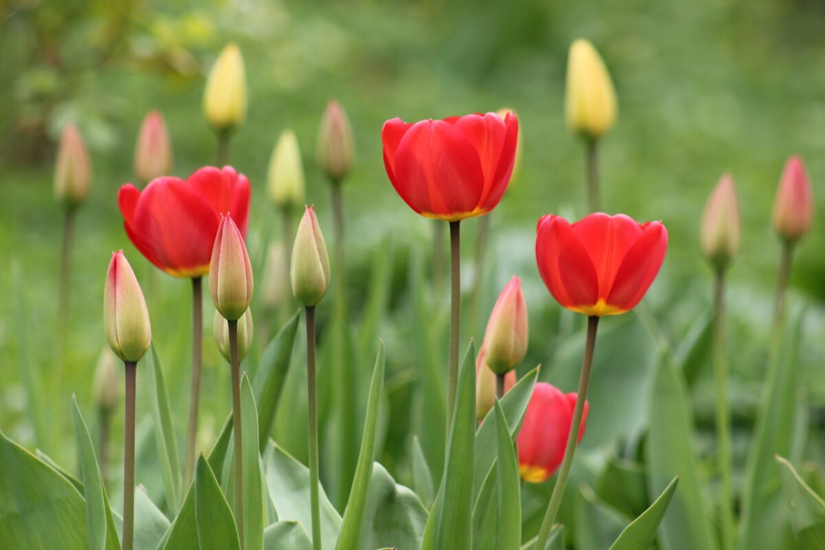 tulips, flowers, plants-7135858.jpg